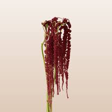 Image result for Amaranthus