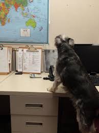 Check spelling or type a new query. 26 Pet Shipping Company Ideas Pet Shipping Pets Pet Relocation