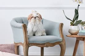 You can use this to take with your to a dog groomer and get your desired shih tzu cut more easily. Shih Tzu Full Profile History And Care