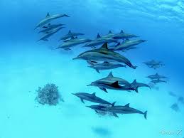 encounter dolphin family遇见 潜水多年 最爱的就是海豚 在水下 与一群海豚相遇 妙不可言 海豚游速极快 判断好她们前进的方位后我憋住一口气自由潜下潜 转身 等待她们游过来 压抑着自己激动的心跳 用影像珍藏这记忆 dolphins animals fish pet