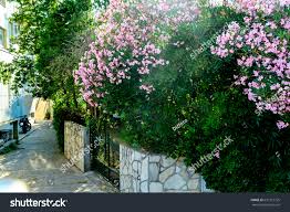 Image result for Oleandra