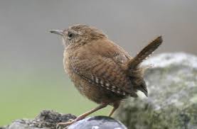 Visitors To My Yard House Wren Pet Birds Birds Backyard Birds