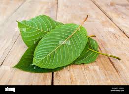 Image result for Mitragyna rubrostipulata