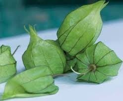 Buah ini dikenal karena khasiatnya sebab daun jinten ini mengandung senyawa organik serta mineral. 13 Terpopuler Gambar Daun Pohon Ciplukan