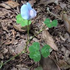 Image result for Cyperus mapanioides