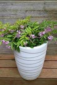 Image result for Indigofera mendonçae