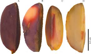 We did not find results for: Analyses Of Several Seed Viability Markers In Individual Recalcitrant Seeds Of Eugenia Stipitata Mcvaugh With Totipotent Germination Calvi 2017 Plant Biology Wiley Online Library