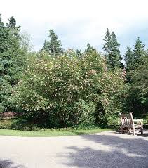 Image result for Syringa prestoniae