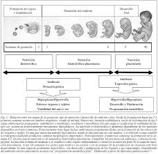 Tienes 22 semanas de embarazo (la edad fetal es de 20 semanas). La Alimentacion De La Madre Durante El Embarazo Condiciona El Desarrollo Pancreatico El Estatus Hormonal Del Feto Y La Concentracion De Biomarcadores Al Nacimiento De Diabetes Mellitus Y Sindrome Metabolico