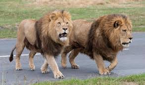 West midland safari and leisure park is a safari park located in bewdley in worcestershire, england. West Midland Safari And Leisure Park Visit Birmingham