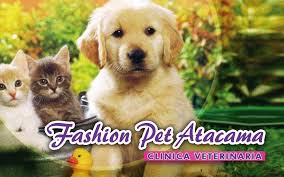 Clínica Veterinaria Fashion Pet Atacama