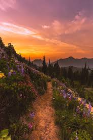 Pathway To Blazing Glory Nature Aesthetic Nature Photography Nature
