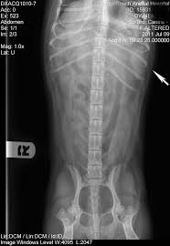 How to prevent cancer in dogs. Spleen In Dogs And Cats Long Beach Animal Hospital