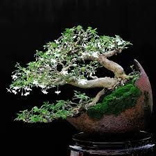 Pokok kasturi merupakan pokok yang malar hijau yang tumbuh di selatan asia. Real Live Anak Pokok Bunga Jeliti Wrightia Religiosa Shopee Malaysia