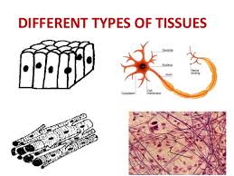 In plants, tissues are studied in both plant anatomy and physiology. Animal Tissues Ict Based