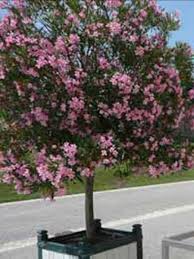 114,441 likes · 723 talking about this. Nerium Oleander Oleander Rosenlorbeer Gunstig Kaufen