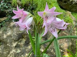 Image result for Crinum