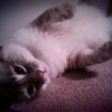 We are committed to helping abandoned, neglected and abused pets unconditional love pet rescue. Unconditional Love Animal Rescue 12 Photos 13 Reviews Animal Shelters Los Gatos Ca Phone Number