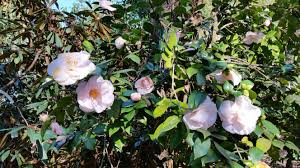 Moonlight Bay Camellia Light Pink Blossoms Sonomahort Camellias Sonoma Horticultural Nursery 3970 Azalea Ave Sebastopol H Azaleas Camellia Sebastopol