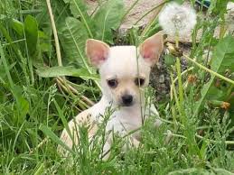 Look at pictures of chihuahua puppies in lansing who need a home. Beautiful Chihuahua Puppies For Sale For Sale In Greenville Michigan Classified Americanlisted Com