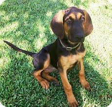 Black And Tan Bloodhound Pet Not Found Puppy Adoption Rescue Puppies Kitten Adoption