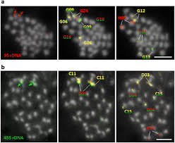 Image result for Genlisea margaretae