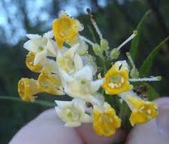 Image result for Freylinia