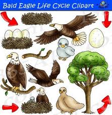Bald Eagle Life Cycle Clipart Learn More About The Life