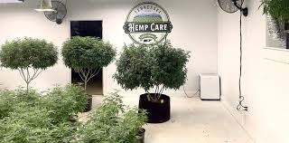 Garry and judy owners of the timbers log cabin restaurant in gatlinburg tennessee excellent. Is Weed Legal In Gatlinburg How Cafe 420 Hemp Care Came To The Smokies