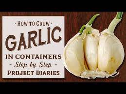 Garlic Is So Good For You And In So Many Recipes Today We Show You How To Grow Garlic In Containers Indoors S Growing Garlic Growing Garlic From Cloves Garlic