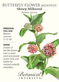 Showy Milkweed Butterfly Flower Seeds 150 Mg Asclepias Speciosa Asclepias Milkweed Milkweed Plant