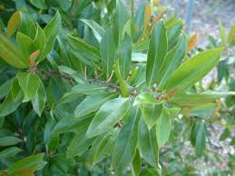 We did not find results for: Prunus Caroliniana Compacta Dwarf Carolina Laurel Cherry Plantmaster