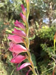 Image result for Gladiolus crassifolius