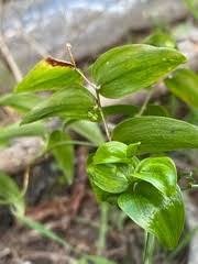 Image result for Hetaeria heterosepala