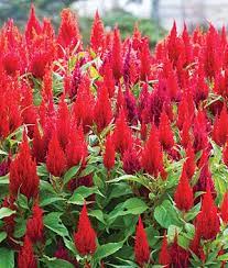 Celosia Arrabona Red Celosia At Burpee Com Fall Garden Planting Annual Flowers Autumn Garden