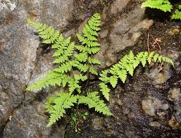 Image result for Cystopteris