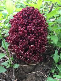 Image result for Litogyne gariepina