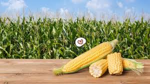 Pada kondisi tanah yang becek, lebih baik tanah di buat cara menanam jagung selanjutnya adalah proses penanaman benih jagung ke lahan tanam, dalam proses kali ini. Begini 9 Cara Menanam Jagung Yang Cocok Untuk Lahan Kosong Di Rumah Orami