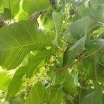 Image result for Allophylus rubifolius