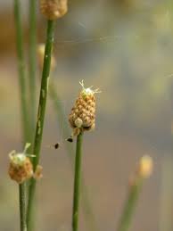Image result for Eleocharis geniculata