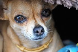 The reindeer chihuahua's rise to popularity was cemented in the 90's by the energetic taco bell mascot, gidget. Hd Wallpaper Brown Chihuahua Staring At Camera Dog Pet Shorthair Big Eyes Wallpaper Flare