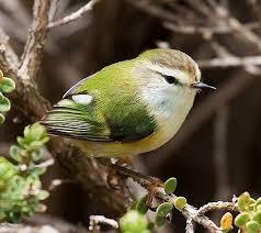 Rifleman Endemic Found In Nz Beautiful Birds Pet Birds Pretty Birds