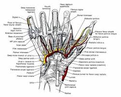 Hand Anatomy Level 6 This Is A View Of The Palm Side Volar Of The Hand Showing Hand Therapy Hand Anatomy Hand Surgery