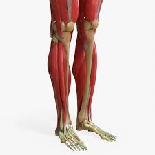Encyclopedia of human body systems / julie mcdowell. Human Legs Muscle Bone Anatomy 3d Model Turbosquid 1398456