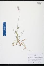 Image result for Arthraxon micans