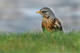 We did not find results for: Wacholderdrossel Lbv Gemeinsam Bayerns Natur Schutzen