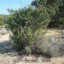 Image result for Periploca linearifolia