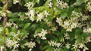 Check spelling or type a new query. Confederate Jasmine Leaves Turning Brown And Falling Off Thriftyfun