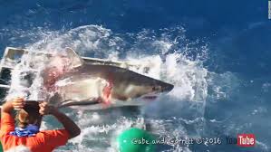 Shark Busts Through Cage Diver Unharmed Cnn