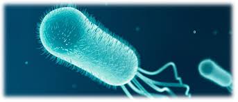 Fact Sheet: Escherichia coli - Microbial Identification - MALDI ToF